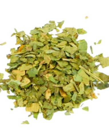 Ginkgo Biloba: Beneficios para la memoria y salud cerebral.