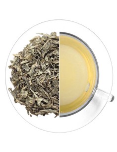 Té verde Sencha descafeinado: beneficios y sabor suave y vegetal.